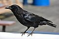 2014-04-29 Northwestern crow (Corvus caurinus)