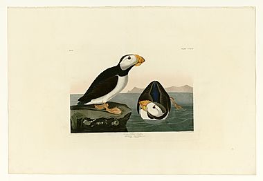 293 Large billed Puffin