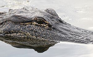 AMERICAN ALLIGATOR (Alligator mississippiensis) (11-3-2015) cameron pa, louisiana (7) (23146498165)
