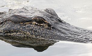 AMERICAN ALLIGATOR (Alligator mississippiensis) (11-3-2015) cameron pa, louisiana (7) (23146498165)