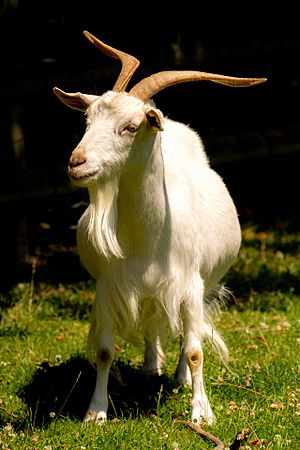 A white irish goat