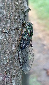 Adult chorus cicada (Amphisalta zealandica)