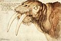 Albrecht Dürer - Walrus - WGA07101