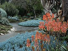 Aloe & blue stick succulents, Huntington Desert Garden