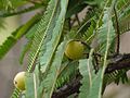 Amla (Gujarati- આમળા) (4938449876)