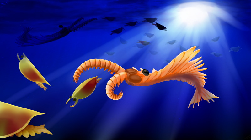 Anomalocaris ecological