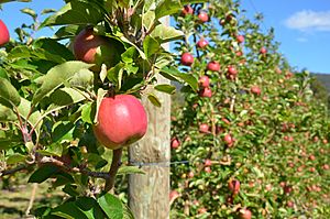Apple orchard in Tasmania
