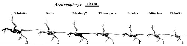 Archaeopteryx skeletals