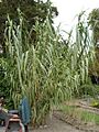 Arundo donax 1