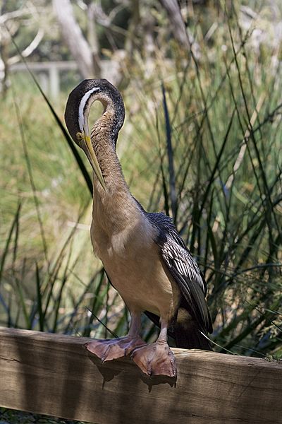 Australian Darter
