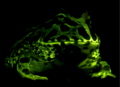 Amphibian Facts for Kids