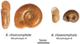 Biomphalaria choanomphala Ecophenotypes