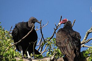 Black Vulture, Pitangueiras, São Sebastião - SP, Brazil imported from iNaturalist photo 523512367