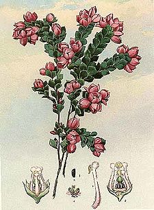 Boronia serrulata-Minchen