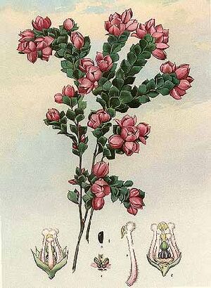 Boronia serrulata-Minchen