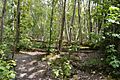 Bullock Wood 8