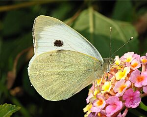 Butterfly November 2007-5