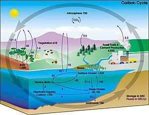 Carbon cycle-cute diagram
