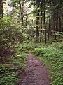 Cathedral State Park West Virginia Cathedral Trail