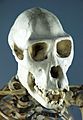 Chimpanzee skull