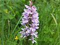 Common Spotted Orchid on Tissington Trail