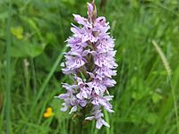 Common Spotted Orchid on Tissington Trail