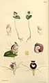 Corybas pictus (as Corysanthes limbata) - Curtis' 89 (Ser. 3 no. 19) pl. 5357 (1863)