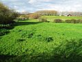 Cotes Grassland 1