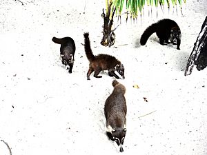 Cozumel Island Coati Family