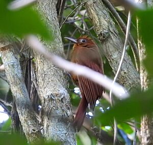 Dendrocincla homochroa imported from iNaturalist 19 May 2019.jpg