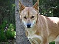 Dingo At Taronga Zoo
