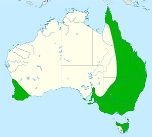 Distribution laughing kookaburra.jpg