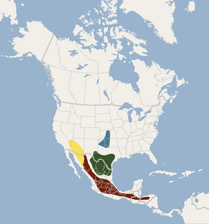 Distribution of Myotis velifer.png