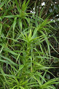 Dracophyllum arboreum juvenile foliage