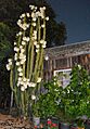Echinopsis pachanoi flowering at night in New Zealand