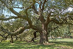 Emancipation Oak Canopy