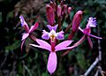 Epidendrum secundum - Peru