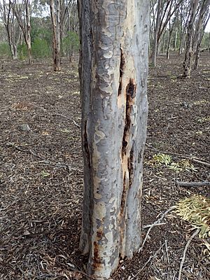Eucalyptus astringens bark