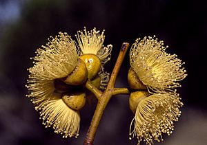 Eucalyptus balladoniensis flowers