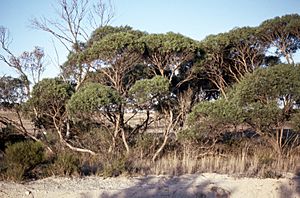 Eucalyptus merrickiae.jpg