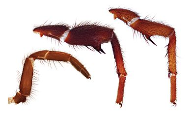 Eucteniza legs