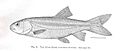 FMIB 34247 Utah Chub (Leuciscus atrarius)