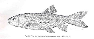 FMIB 34247 Utah Chub (Leuciscus atrarius).jpeg