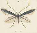 Fig 11 MA I437907 TePapa Plate-XLVI-The-butterflies full (cropped)