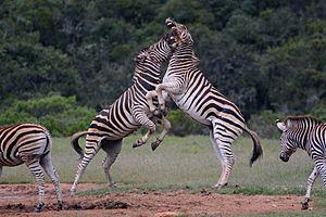 Fighting Burchell's Zebras in Addo National Elephant Park