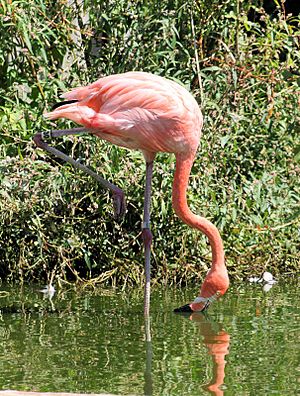 Flamingo2