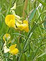 GT Meadow Vetchling