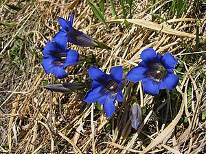 Gentiana clusii03