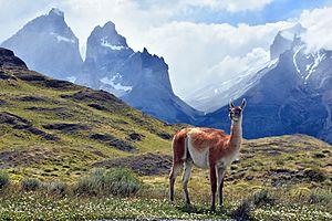 Guanaco Patagonico