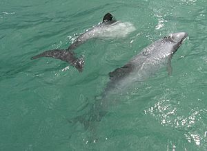 Hector's Dolphins in Porpoise Bay